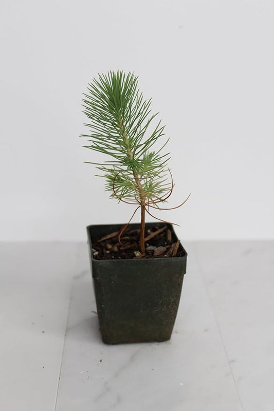 Generic Mini Bonsai Tree Starter Plant Gift Pinus Eldarica Aleppo Pine Afghan Pine Live Tree Pine Zen Garden House Plant Outdoor Plant 2 inch Pot (3), Green