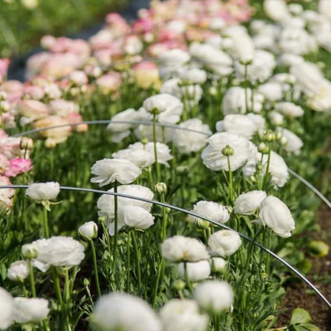 Ranunculus Bulbs for Planting, 25 White Ranunculus Bulbs for Fall Planting, French Peony Ranunculus Corms Bulk Ranunculus Flowers Buttercups, Butterfly Ranunculus Bulbs to Grow