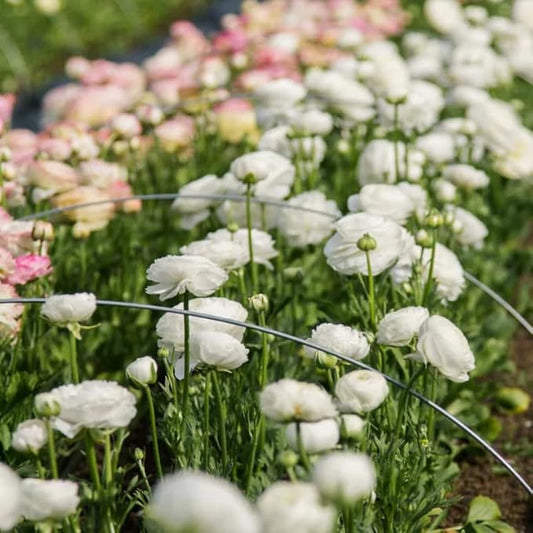 Ranunculus Bulbs for Planting, 25 White Ranunculus Bulbs for Fall Planting, French Peony Ranunculus Corms Bulk Ranunculus Flowers Buttercups, Butterfly Ranunculus Bulbs to Grow