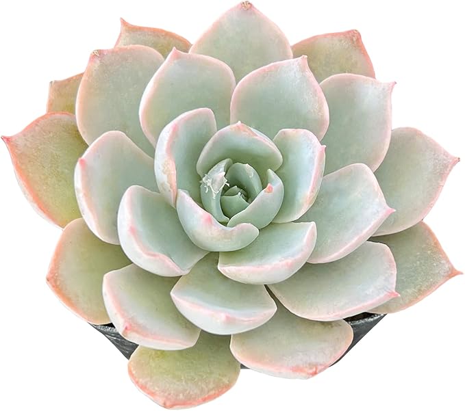 Sprout N Green Echeveria Desmetiana De Smelt, 1 Live Mini Succulent Plant Fully Rooted in 2 inch Starter Pot, Real House Plant for Indoor Outdoor Home Office Wedding Decoration Party Favor