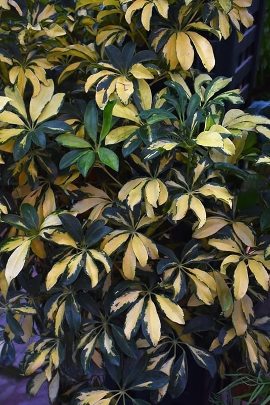 Arboricola Variegated Schefflera Trinette I 3 Live Plants I Vibrant Green & Yellow Foliage, Easy-Care Indoor & Outdoor Plant, Air-Purifying, Ideal for Home