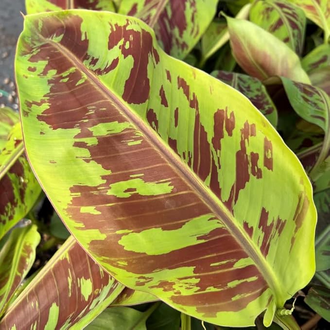 Zebrina Banana Plant Live for Planting, Banana Trees Live Plants for Outdoor Indoor Planting, Cold Hardy, 4-7" in Tall, No Pot, Musa Plant