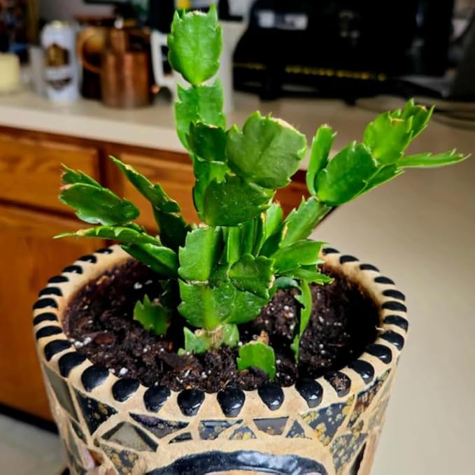 2 Live Yellow Christmas Cactus Plants, Yellow Christmas Cactus Plants Live, 4 to 6 Inch, Bare Root, Perennial Flower Holiday Succulent Plant, No Pot