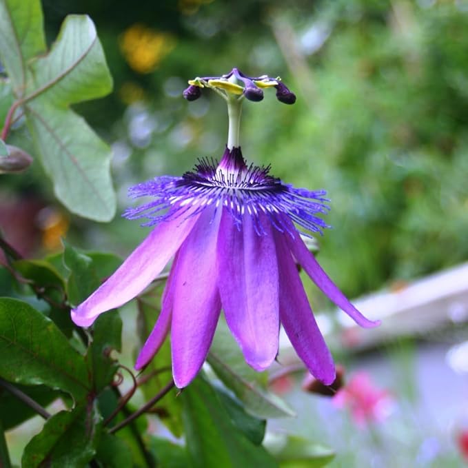 Lavender Passion Flower Plant - Lavender Passion Flower Vine Live Plant - Size 5 to 7 Inch Tall, Passiflora Flowers Starter Plant, Without Pot
