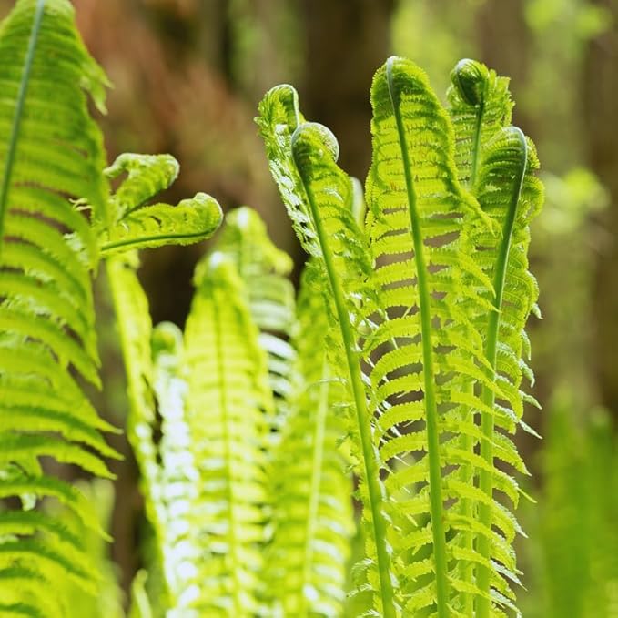 5 Ostrich Fern Roots, Perennial Fern Roots for Planting from 4 Inc