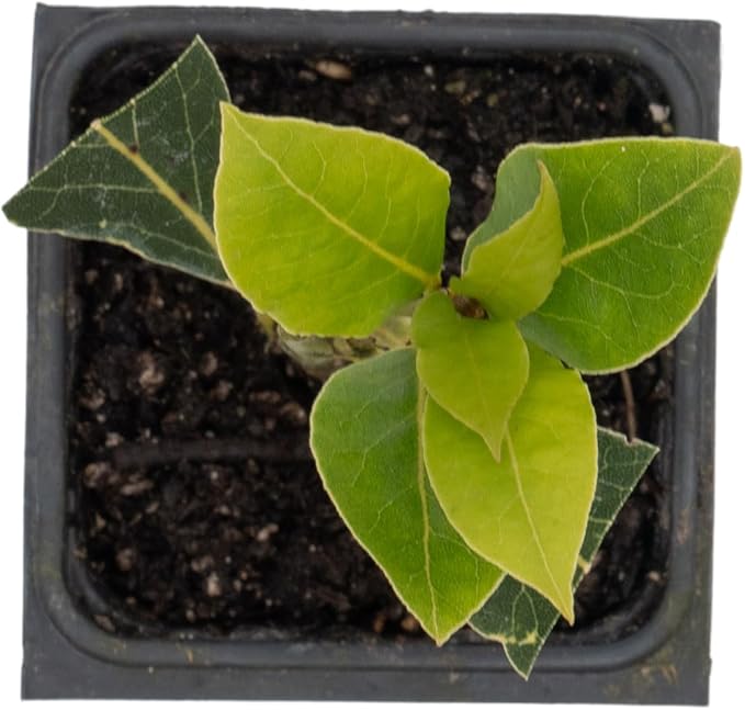 1 Live Bay Laurel Plants (Laurus Nobilis) – Aromatic Culinary Herb, Thriving in 2.5" Nursery Cubes