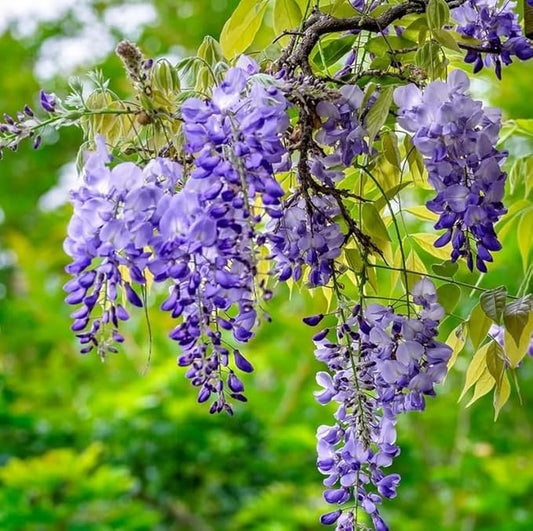 5 Blue Flowering Chinese Wisteria Vines - 6-12" Tall Live Plants - Wisteria Seedlings - Wisteria sinensis - (5 Pack)