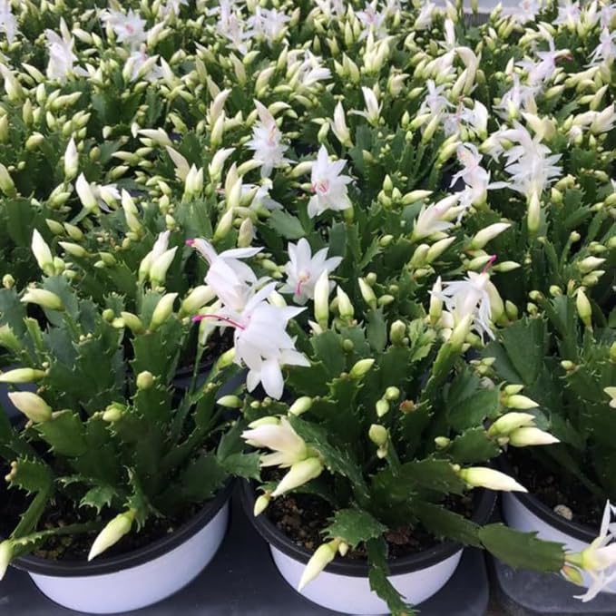Set 2 Christmas Cactus Plants Live, Hanging Baskets Houseplants, Holiday Cactus Indoor Plants Live Well-Rooted 4-9" Tall, No Pot (White)