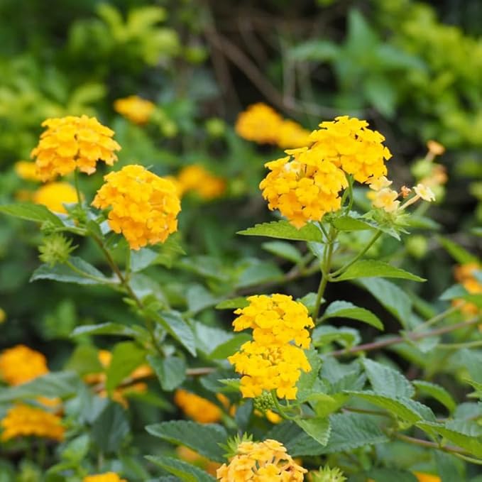 Pack 2 Yellow Lantana Plants Live for Planting Outdoors, 2 to 5 Inch Tall, Live Lantana Plants Well Rooted, Fragrant Flowers