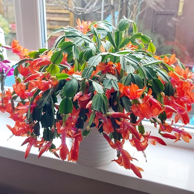 2 Live Orange Christmas Cactus Plants, Orange Christmas Cactus Plants Live, 4 to 6 Inch, Bare Root, Perennial Flower Holiday Succulent Plant, No Pot