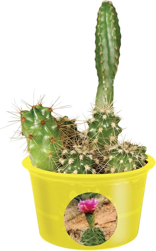 TOYS BY NATURE Eco Seed Sprouts Plant Seeds 5-Pack, DIY Indoor Succulents and Live Plants for Home or Garden Planting, Caring Carol Cactus