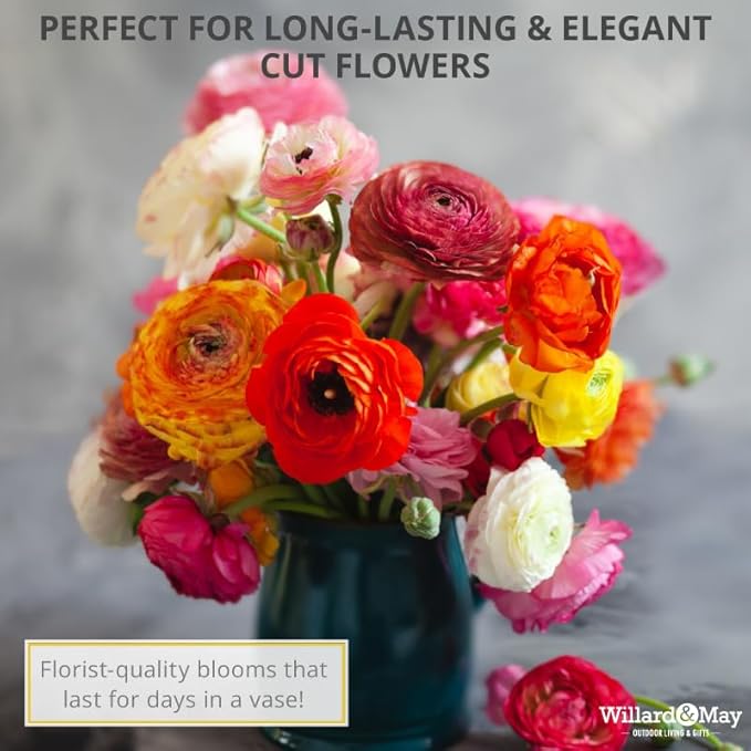 25 Mixed Ranunculus Bulbs Spring Planting - Buttercup Color Mix Value Bag - Plant in Gardens, Borders & Flowerbeds - Easy to Grow Flowers Bulbs by Willard & May