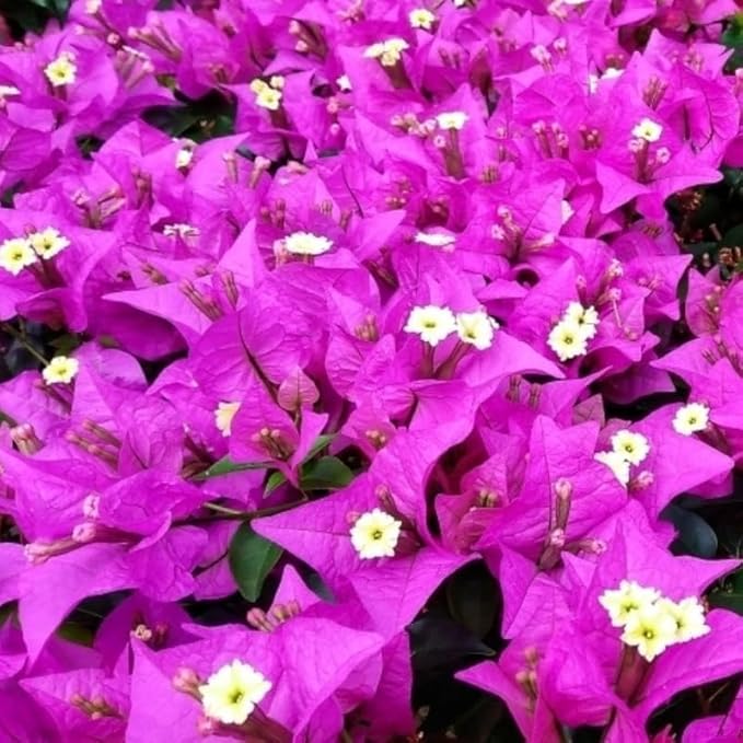 2 Bougainvillea Plants Live, Trailing Flowering Vines, 5-9” Tall, Well-Rooted Bougainvillea Trees for Outdoor Garden or Patio (Dark Purple Bougainvillea)
