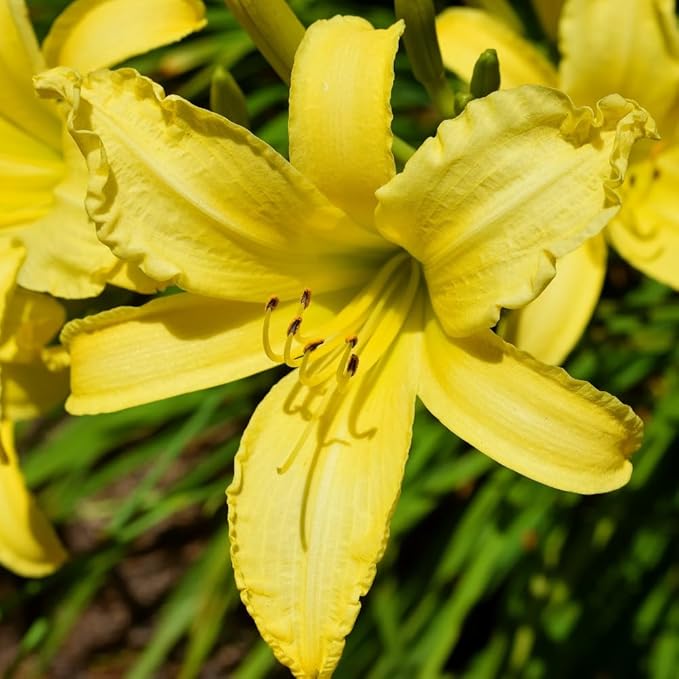 5 Yellow Daylily Bulbs for Planting, Reblooming Daylilies Bulbs, Perennial Flowers Bulbs