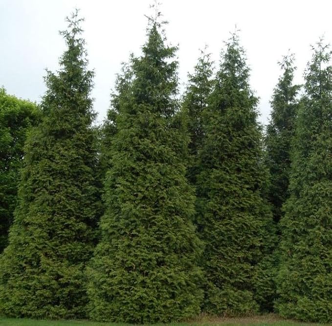 Two Pack of Green Giant Arborvitae Trees - Fast Growing Evergreen - 2 Live Plants Shipped 1 to 2 Feet Tall by DAS Farms (No California)