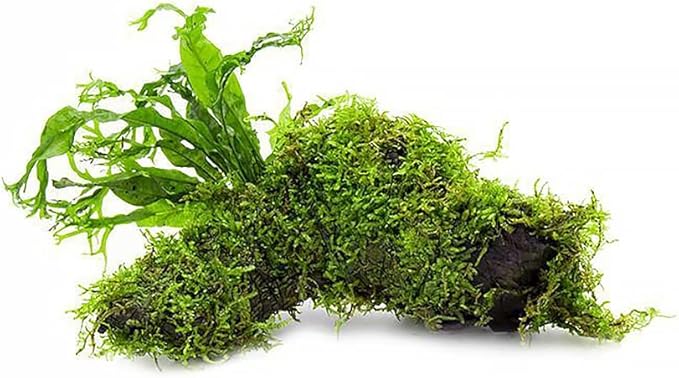 SubstrateSource Live Aquarium Plants on Driftwood, Lava Rock, Moss, Fiber Mat - Freshwater Fish Tanks - Easy, Beginner Friendly (Java Fern Windelov with Moss, Driftwood (Medium))