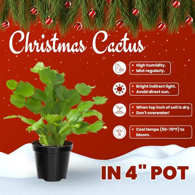 Pink Christmas Cactus Plants Live in 4 Inch Pot, Vibrant Christmas Cactus Blooms, Perennial Holiday Cactus Plant Flower Succulent Houseplant