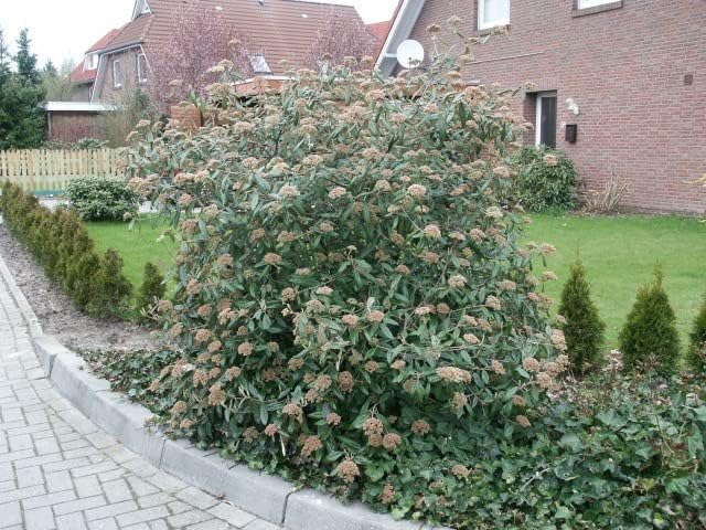 Four Pack of Pragense Viburnum - Evergreen Privacy Hedge - 4 Live Plants Shipped 2 to 3 Feet Tall by DAS Farms (No California)