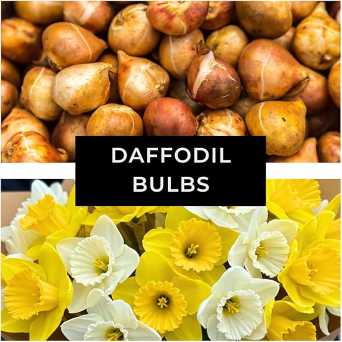 Daffodil Mix Bulbs for Planting - Easy to Grow Perennial Flowers for Garden or Containers (100 Bulbs)