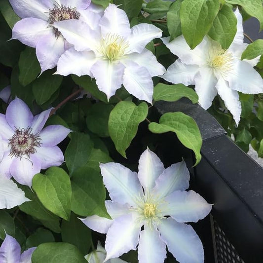 Blue White Clematis Vine Live Plant Clematis Flower Perennial Starter Plant in 2.5 Inches Pot