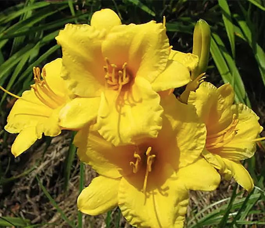 Stella De Oro Daylily - Favorite Yellow Re-Blooming Daylily, Bare Root, Low Maintenance, Continuous Blooms, Ideal for Garden Borders & Landscapes, Thrives in Full Sun or Partial Shade