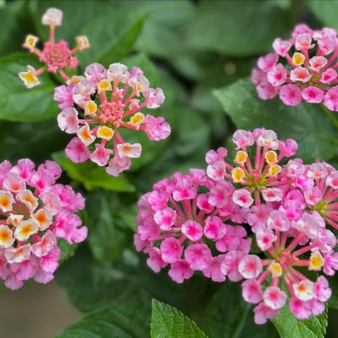 2 Trailing Lantana Plants Live, Lantana Live Plants for Planting Outdoors Between 5 and 7 Inc Long Garden (Purple)