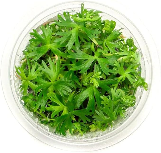 SubstrateSource Live Plant - River Buttercup (Ranunculus inundatus) - Foreground Carpet, Snail-Free in Vitro Aquarium Plant - Tissue Culture