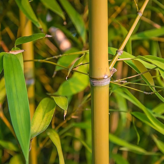 300+ PCS Green Bamboo Seeds for Planting Exotic Bamboo Seed Fast Growing Giant Bamboos Privacy Screen