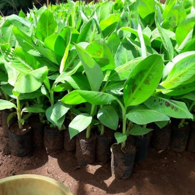 Grand Nain Banana Plant Live for Planting, Banana Trees Live Plants for Outdoor Indoor Planting, Cold Hardy, 4-7" in Tall, No Pot, Musa Plant