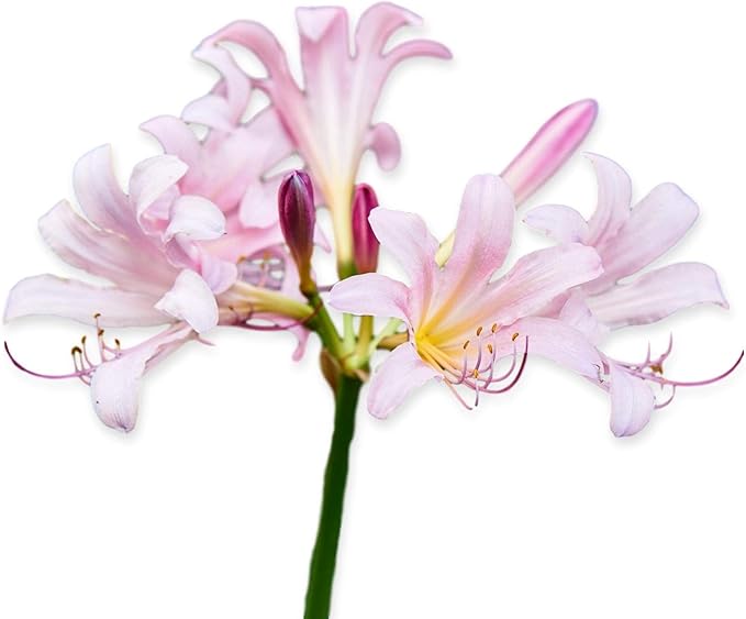 Easy to Grow Lycoris Pink 'Spider Lily' Plant Bulb (1 Pack) - Light Pink Flowering Blooms in Summer to Fall Gardens