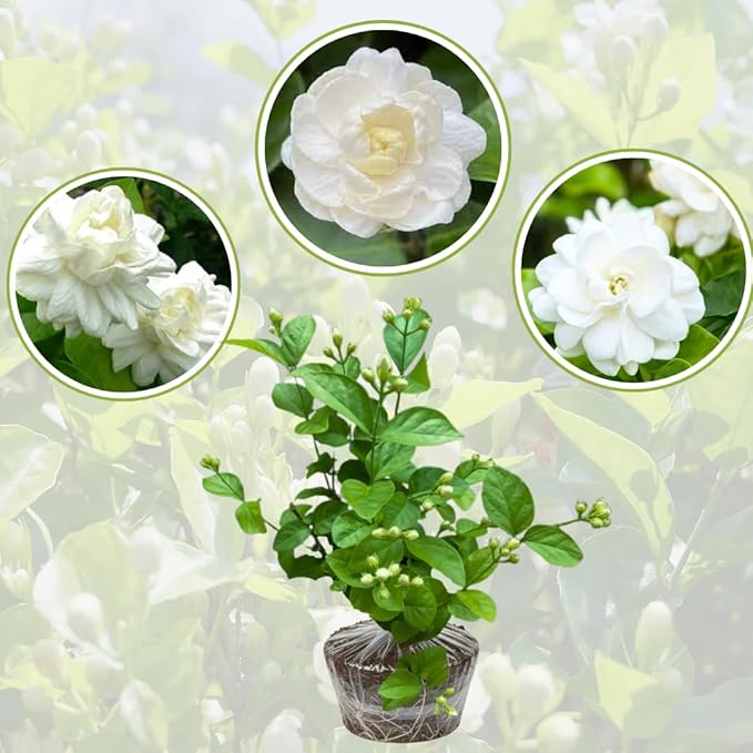 Grand Duke Jasmine Live Plant, Fragrant White Flowers Plant for Growing, 4-7 Inch Tall, No Pot
