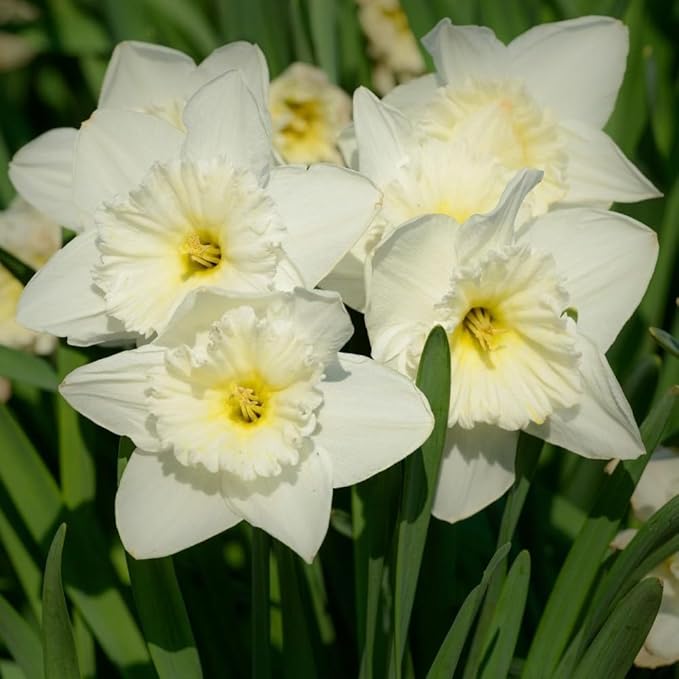 White Lion Daffodil Flowers- 10 Bulbs - Large Narcissus Blooms Crisp White Petals and Ruffled, Bi-Colored Yellow Centers - Spring Blooming Easy Growing Garden Perennials | Attracts Bees & Butterflies