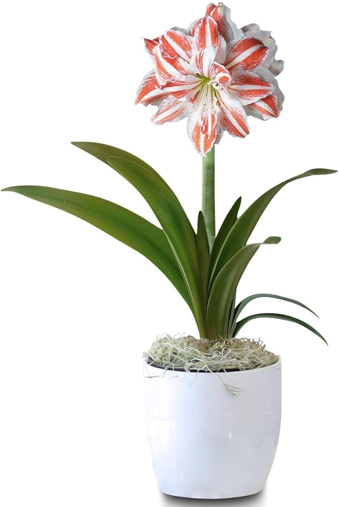 Easy to Grow Amaryllis 'Dancing Queen' Pre-Planted Bulb Indoor Gift Kit in a White Pot - Double Pink & White Flowering Blooms in 4 to 8 Weeks