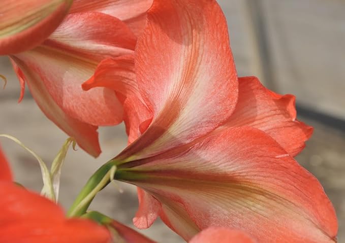 Bellini Amaryllis Bulb - Bare Root for Stunning Blooms - Orange Tangerine Front with Light Back - Unique Two-Tone Color for Gardens, Pots & Indoor Décor - Easy-to-Grow Amaryllis Bulbs
