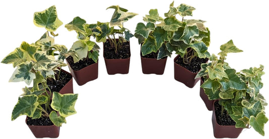 Gold Child English Ivy Plants, Set of 8, Hardy Groundcover, 2 1/4" Pot
