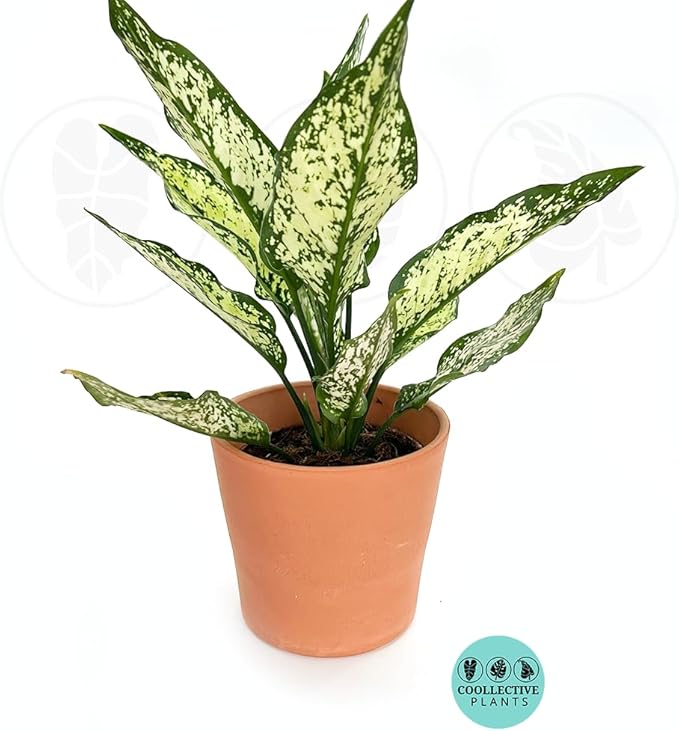 Aglaonema Snow White, Spring Snow, Live Plant in a 4 Inch Growers Pot, Live Indoor, Easy to Grow, Easy to Care, and Low Maintenance Houseplant,White Plants
