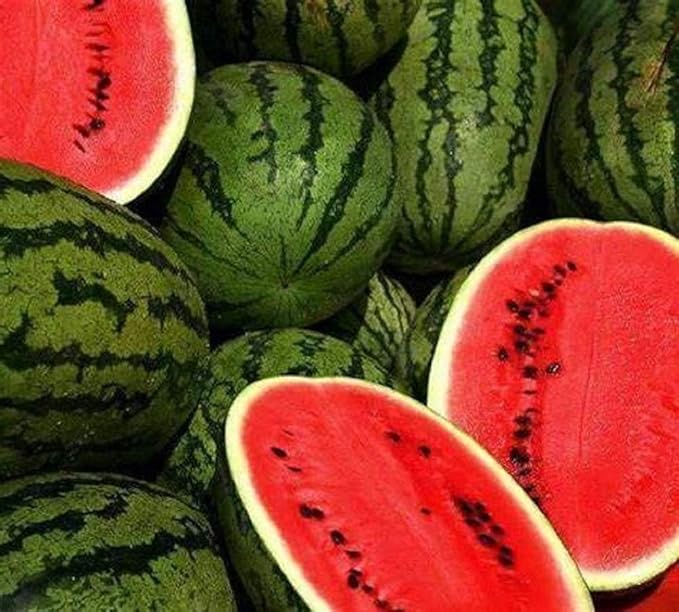 Jubilee Watermelon Seeds, 25 Count COOL BEANS N SPROUTS Brand. Heirloom. Non-GMO. Home Gardening.