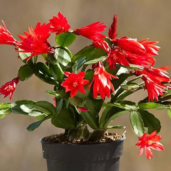 2 Red Christmas Cactus Plants, Thanksgiving Cactus 3-6 Inch Tall, Winter Succulents Flowers Container Hanging Basket Indoor Outdoor Planting