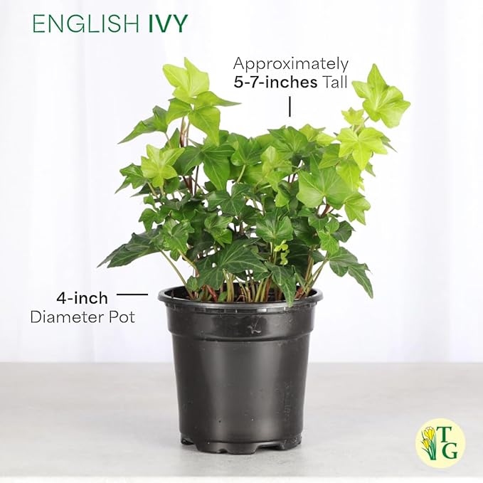 Thorsen's Greenhouse Green English Ivy Plant, Hedera Helix, Trailing Plant, Live Indoor Plant, 4" Diameter Pot, Black Hanging Pot