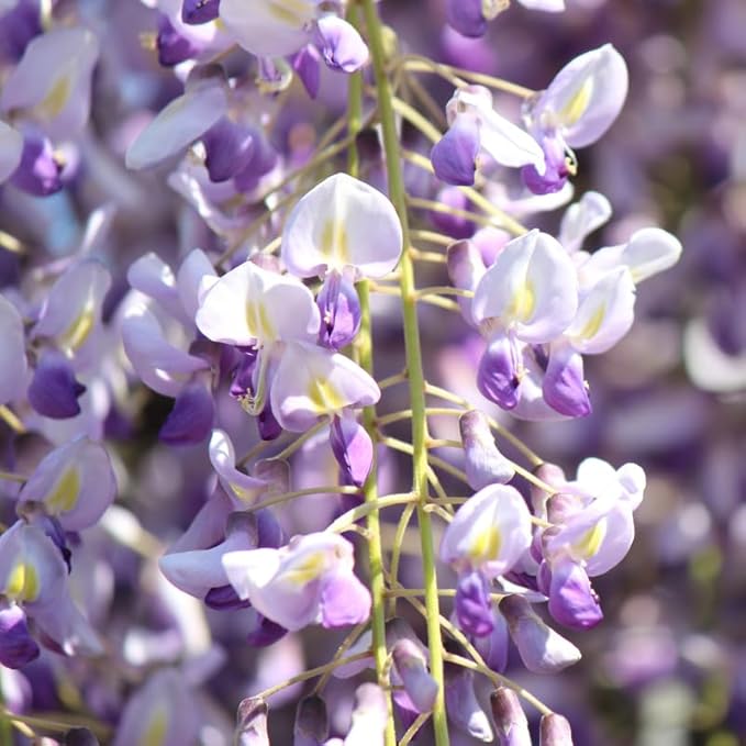 2 Wisteria Tree Live Plant for Planting, 6 to 12 Inch Tall, Wisteria Vine Live Plant, Perennial Flowering Plant, Well Rooted, Potted
