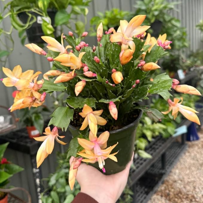 Christmas Cactus Plants Live, Thanksgiving Cactus Easter Cactus Like, 4-8 Inc Tall, Cold Hardy, Holiday Cactus for Indoor Outdoor Planting, Starter Size (Yellow)