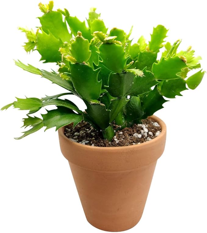 Christmas Cactus Thanksgiving Cactus (2 inch + Clay Pot) - Red/Pink/White Zygocactus - Holiday Decorating with Cacti and Succulents - Christmas Gift Ideas 2025