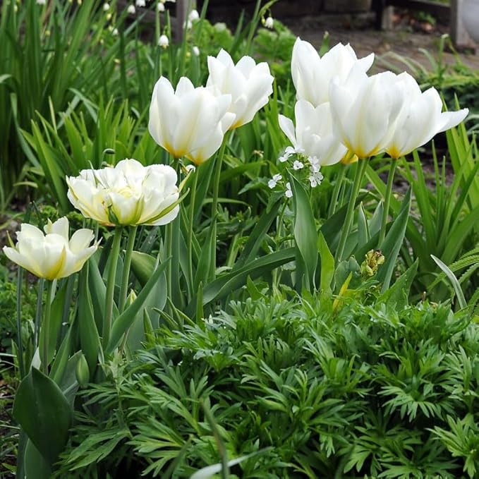 Exotic Emperor Tulip Flower Bulbs - 10 Bulbs per Pack - Deer Resistant - Good as Cut Flowers - Grows Well in Containers - Perennializing