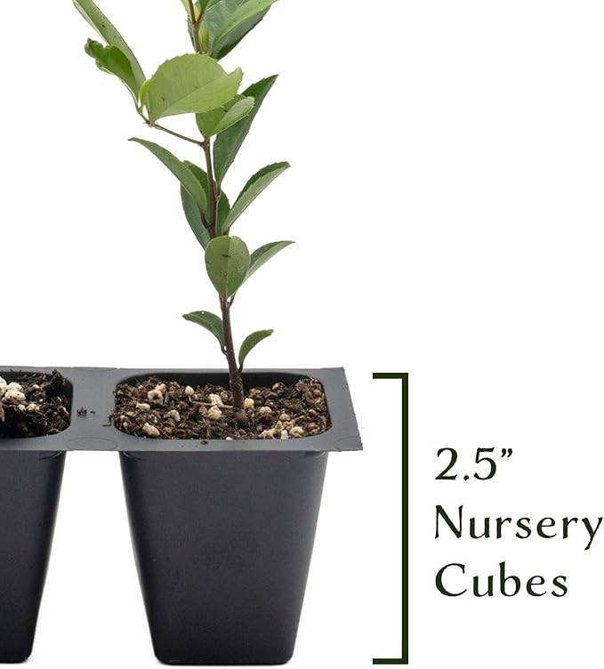6 Carolina Cherry Laurel in 2.5” Nursery Cubes (Prunus caroliniana) | Evergreen Screening Shrub or Small Tree for Hedges, Borders & Wildlife | Ready-to-Plant Live Starter Plants