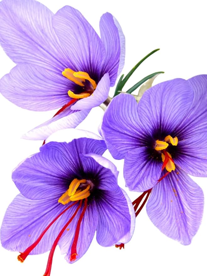 Saffron Crocus Bulbs - Long Lasting, Enhance Garden with Exquisite Flavor | Harvest Spice at Home - Low Maintenance & Easy to Grow - Autumn Bloomers (50 Pack)