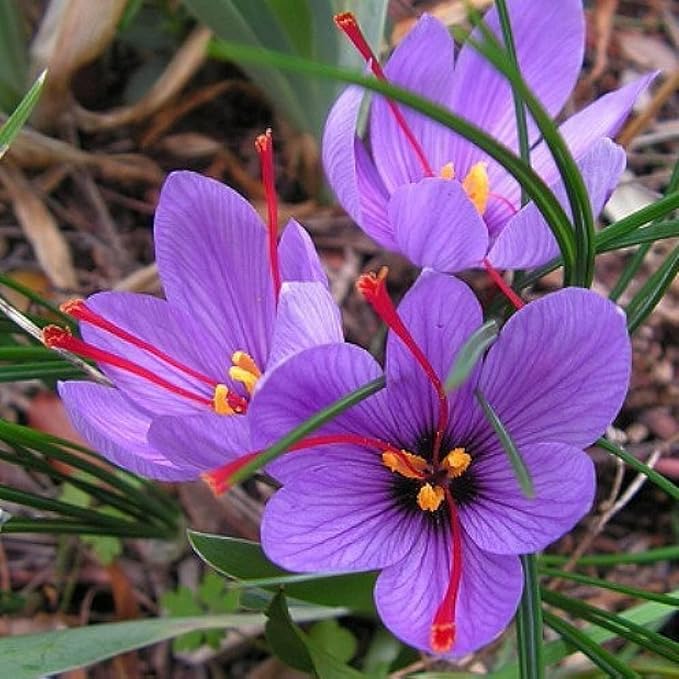 Saffron Crocus Bulbs - Long Lasting, Enhance Garden with Exquisite Flavor | Harvest Spice at Home - Low Maintenance & Easy to Grow - Autumn Bloomers (50 Pack)