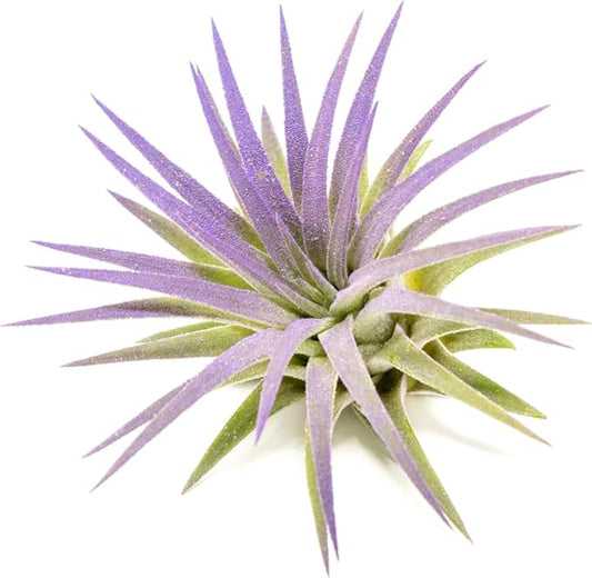 Purple Colorful Tillandsia Air Plants - Long Lasting Color Enhanced Live Tillandsia Succulent House Plants - Home and Garden Decor - Easy Care Indoor and Outdoor (Ionantha Rubra, Single)