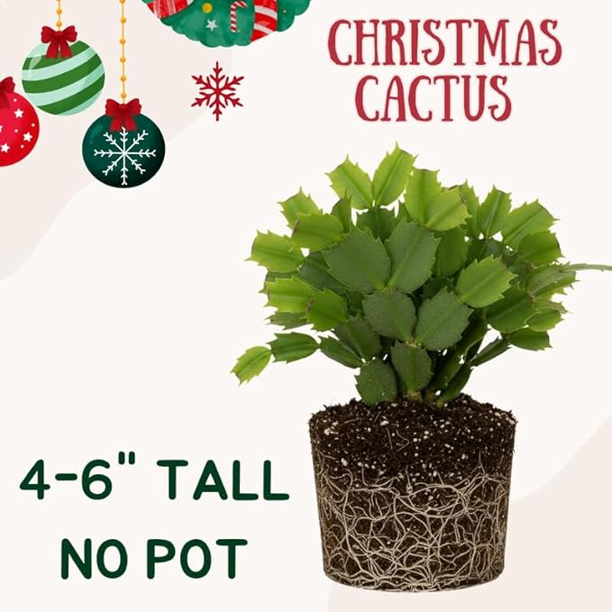 Pink Christmas Cactus Plants Live, Size 3-6" Christmas Cactus Plant, Colorful Holiday Houseplant Flowering Succulent Live Plants for Planting, Well Rooted, No Pot