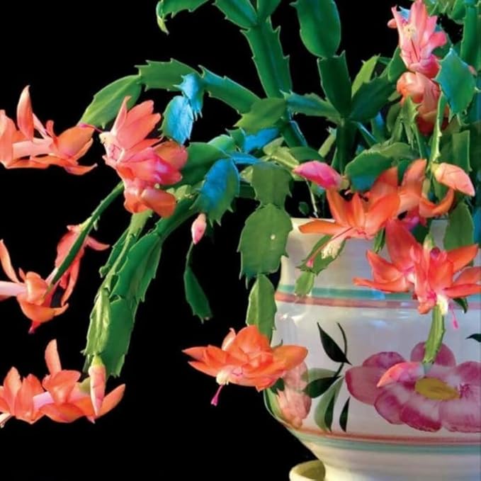 2 Live Orange Christmas Cactus Plants, Orange Christmas Cactus Plants Live, 4 to 6 Inch, Bare Root, Perennial Flower Holiday Succulent Plant, No Pot