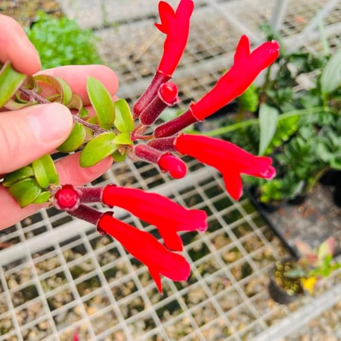 Scarlet-Red Lipstick Plans Live Houseplants in Pot, Aeschynanthus Red Flower Vine Décor Office, Desk Indoor Outdoor Growing